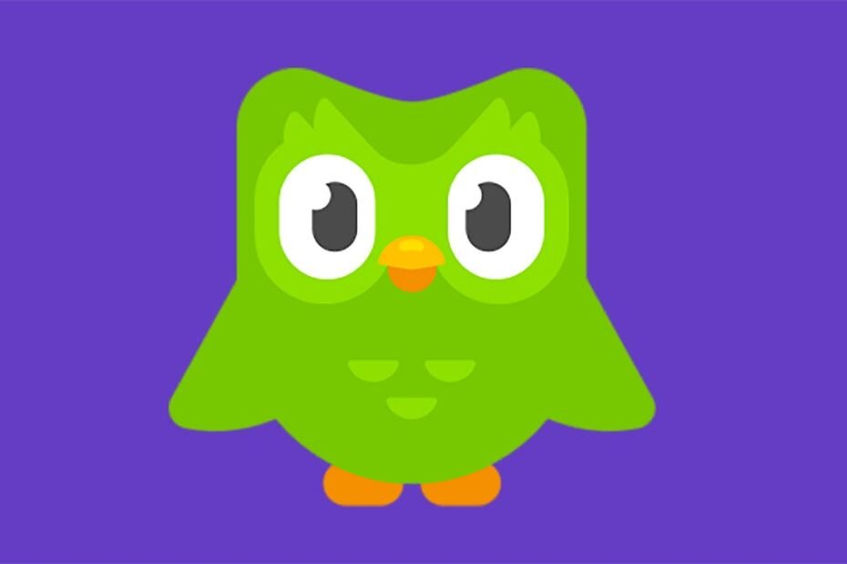 Duo the Owl is always watching; he&apos;s on a purple background